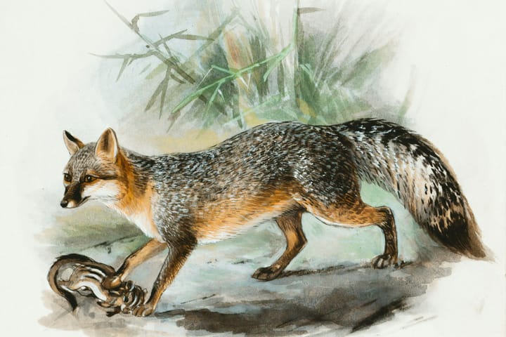 The Fox & the Leopard